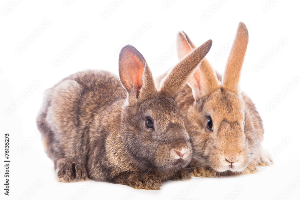 Obraz premium Cute rabbits