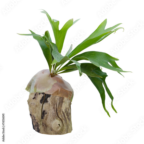 Staghorn fern on stump isolated on white background