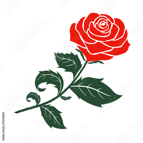 red rose design,vector illustration