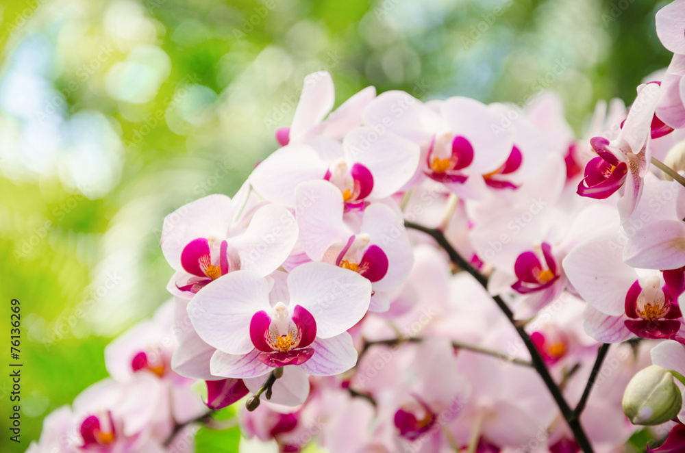 Obraz premium Blooming branch orchid.