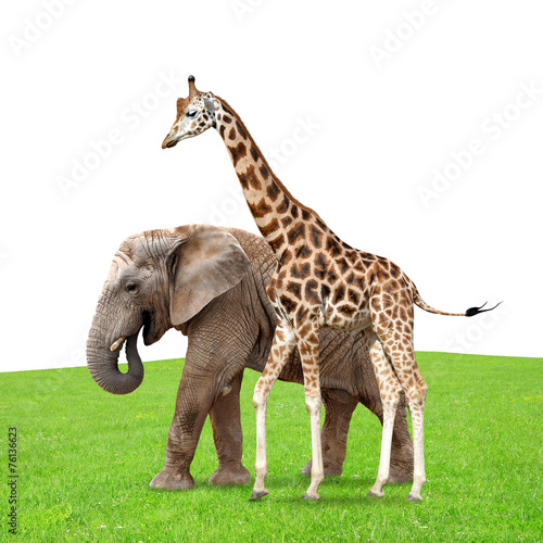 giraffe with elephant