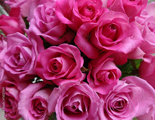 pink rose flowers