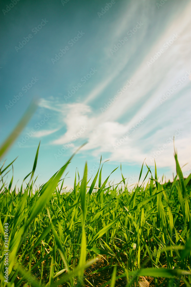 Obraz premium low angle view of fresh grass against blue sky with clouds. free