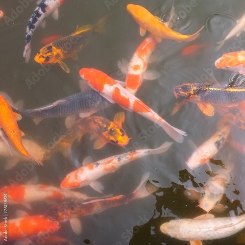 Koi carp fish in a pond © ARTBOZ