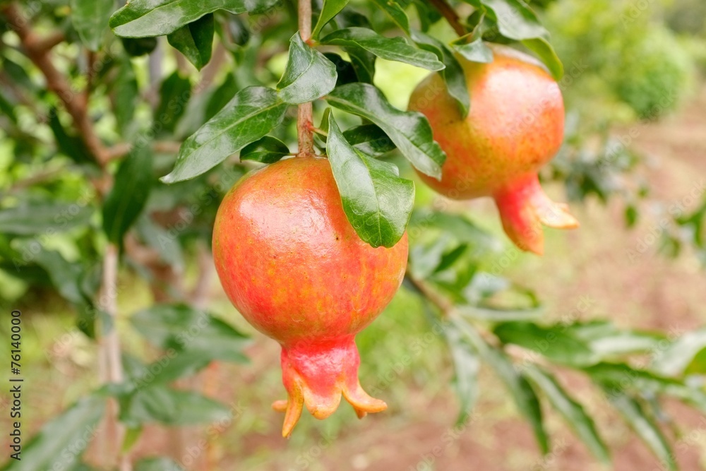 Pomegranates growing on a tree