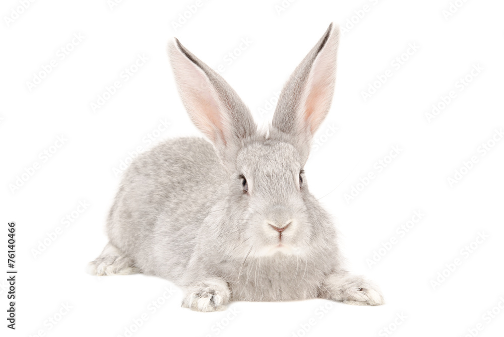Portrait of a gray rabbit Portrait of a gray rabbit