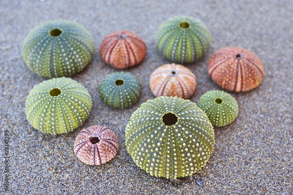 variety of colorful sea urchins on the beach variety of colorful sea urchins on the beach
