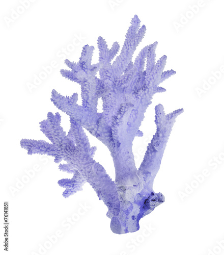 light blue coral on white
