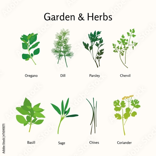 garden hearbs