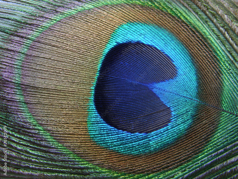 Obraz premium Feather