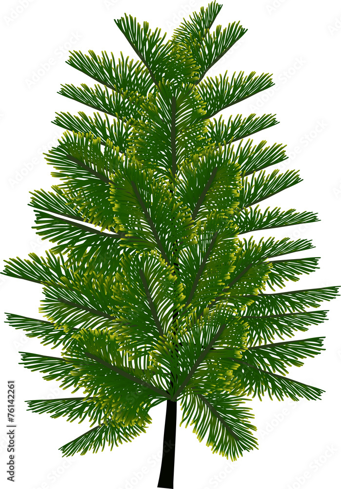 lush green straight isolated tree lush green straight isolated tree