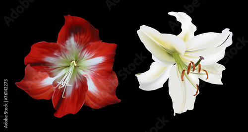 Fototapeta Naklejka Na Ścianę i Meble -  two amaryllis flowers isolated on black