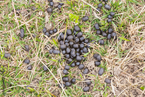 Feces of deer on the grass.