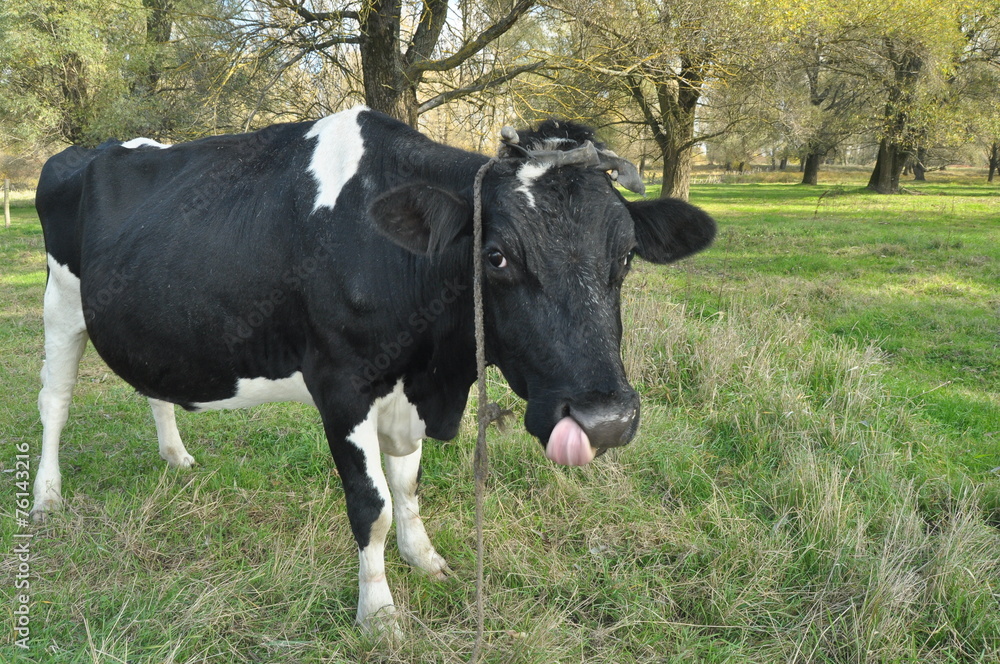 Cow grazing in the meadow. Farm Animals on pasture.