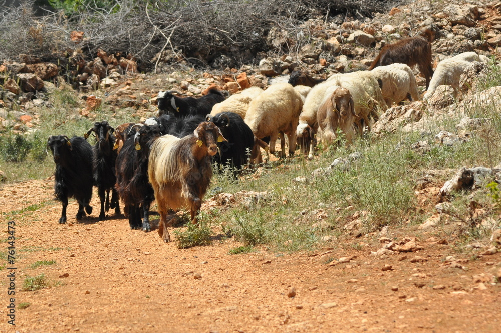 A herd of goats. Animals spent with pastures A herd of goats. Animals spent with pastures