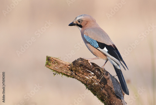 Jay bird © Piotr Krzeslak