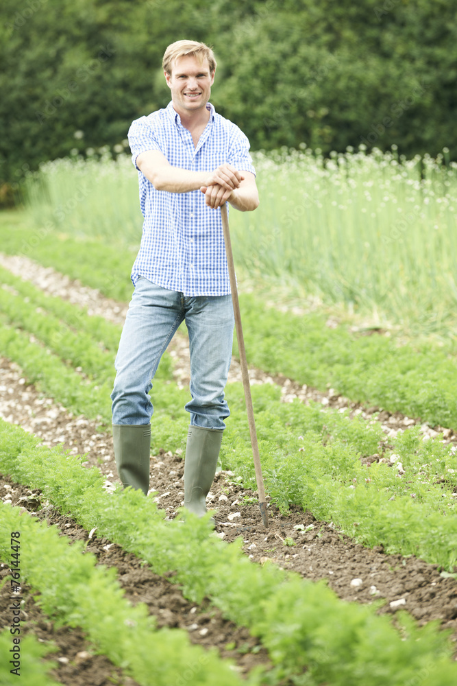 Fototapeta premium Farmer Working In Organic Farm Field Raking Carrots