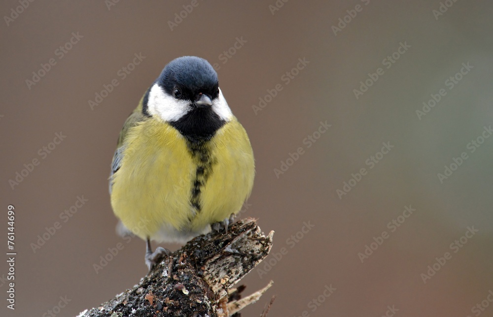Naklejka premium Great tit (Parus major)