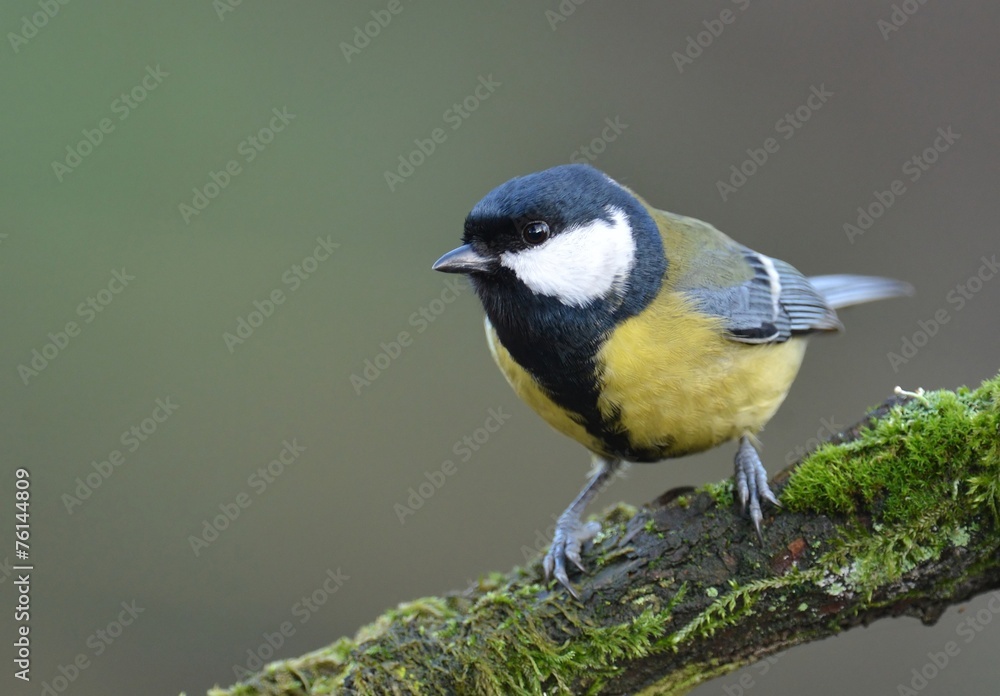 Naklejka premium Great tit (Parus major)