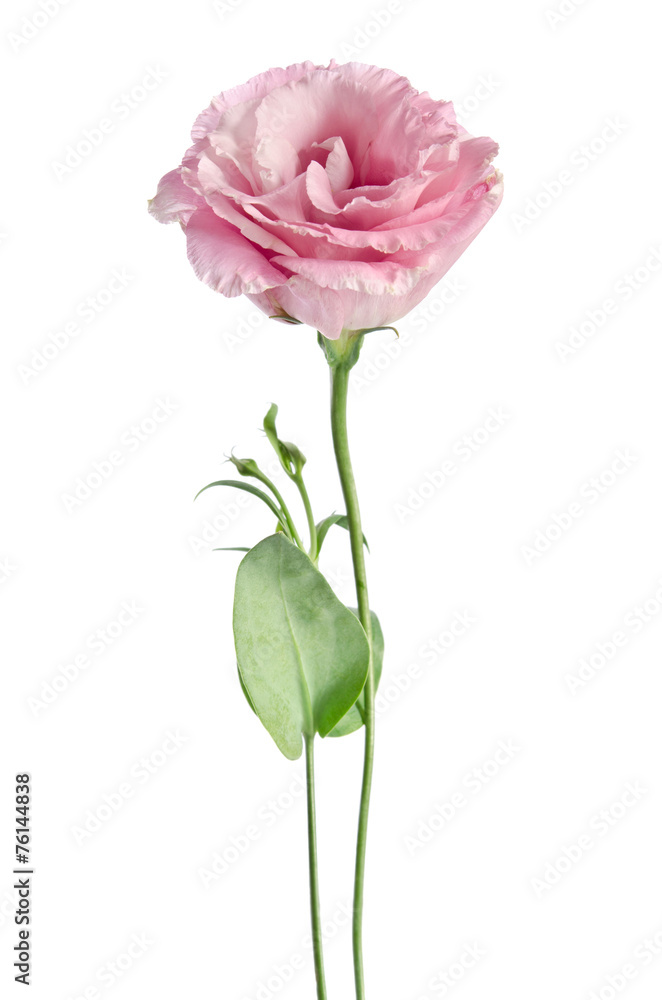 beautiful eustoma flower beautiful eustoma flower