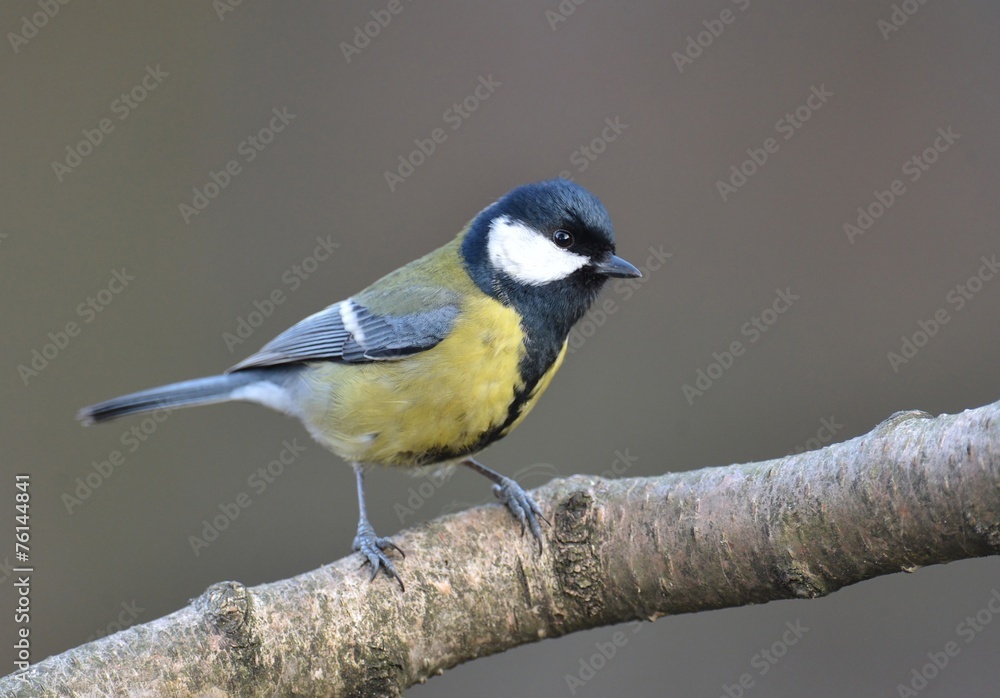 Great tit (Parus major)