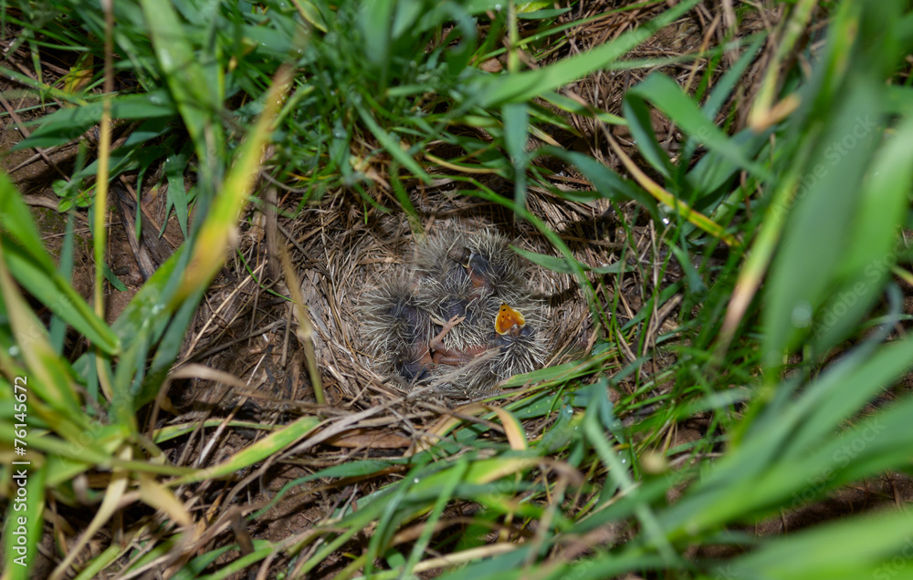 Lark nest with little birdies