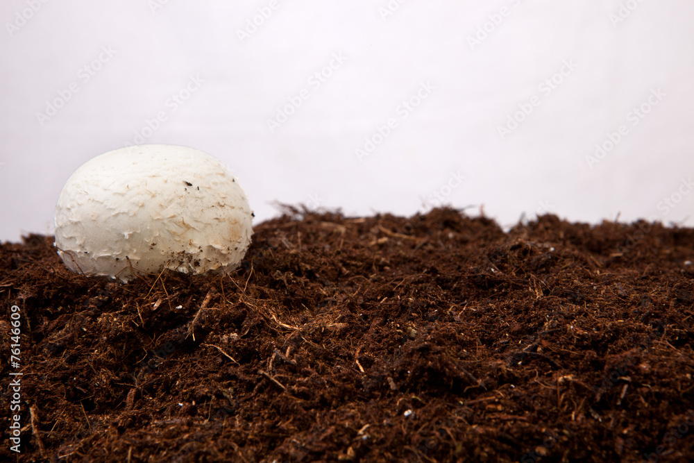 White mushroom growing
