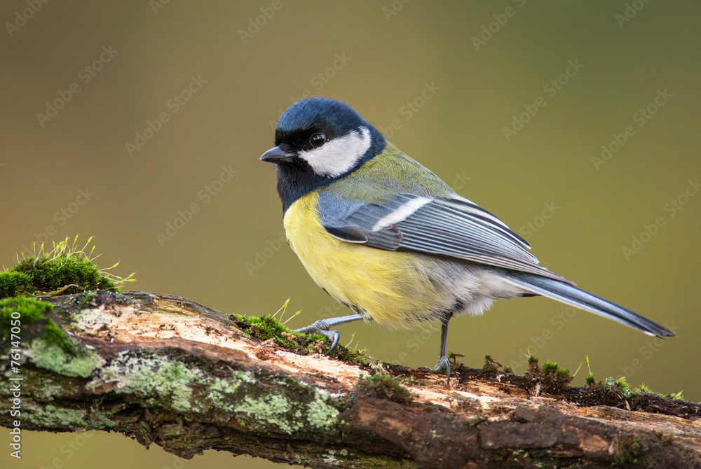 Fototapeta premium Bogatka (Parus major)