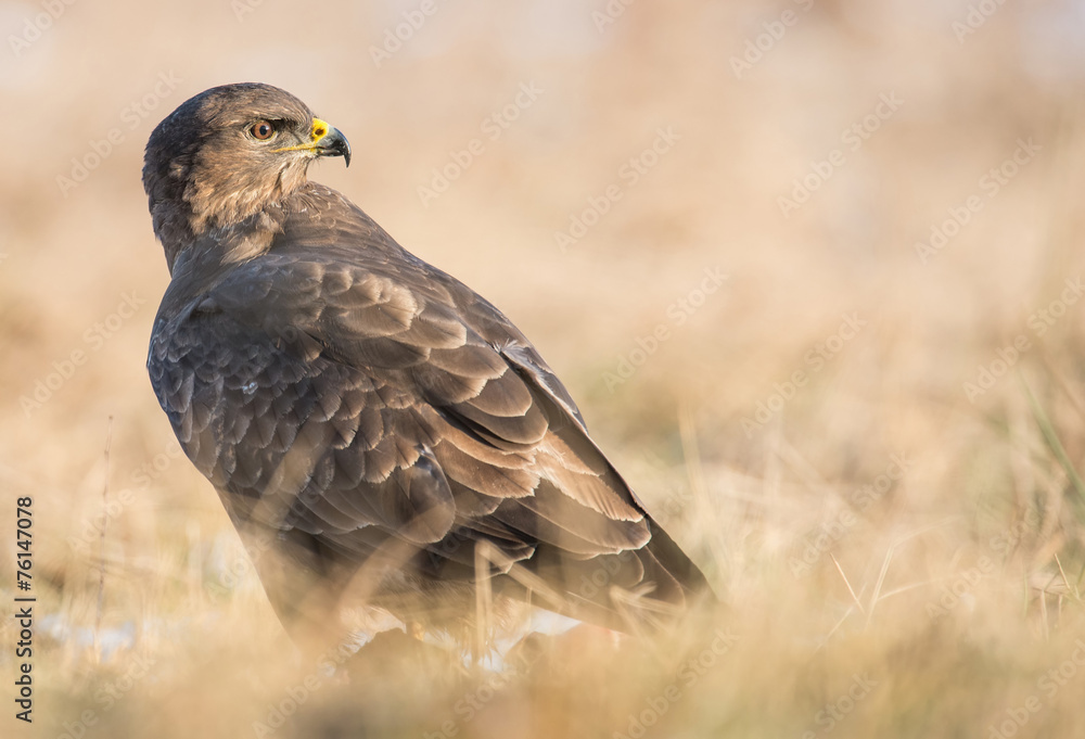 Common buzzard Common buzzard