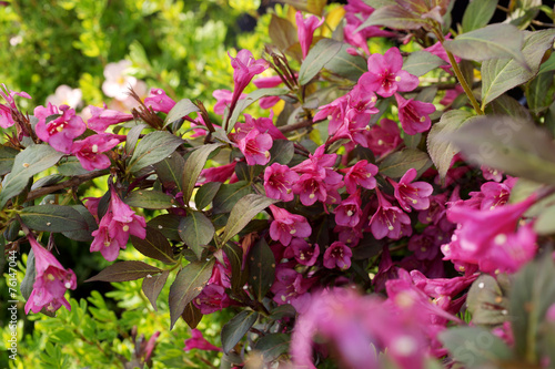 Weigela florida Minor Black