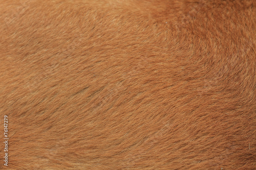 Dog fur