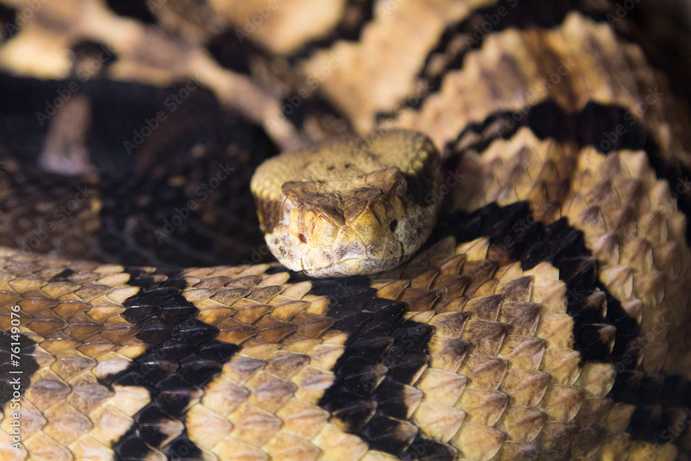 Rattlesnake (Crotalus atrox) Rattlesnake (Crotalus atrox)