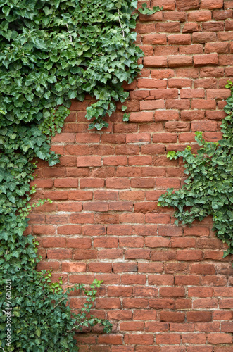 Old brick wall covered in ivy