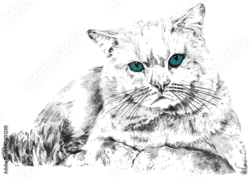Кот с бирюзовыми глазами