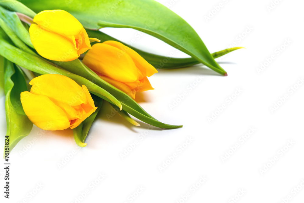 Bunch of yellow tulips isolated on white