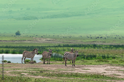 Zebras in savanna