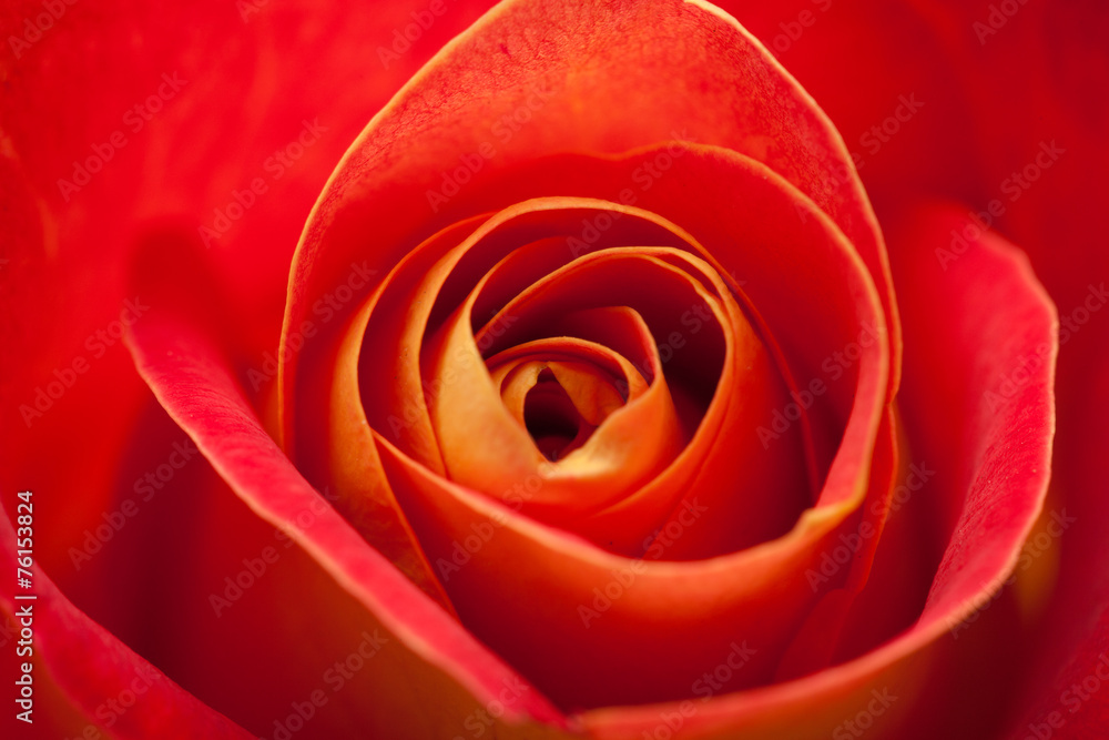 variegated yellow and orange rose variegated yellow and orange rose