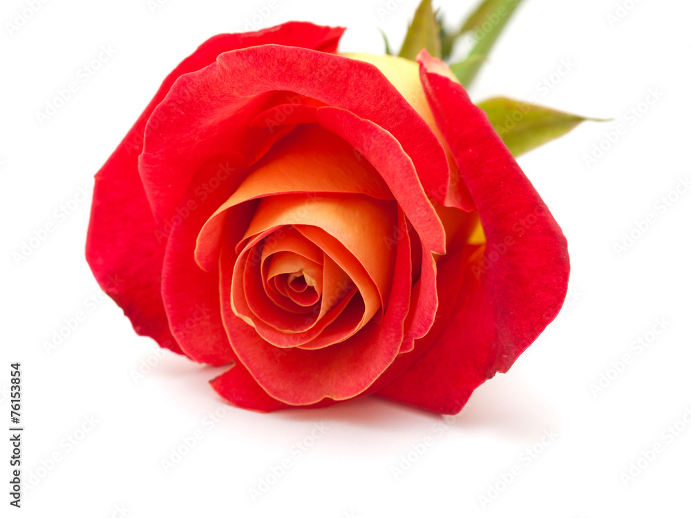 Fototapeta premium variegated yellow and orange rose