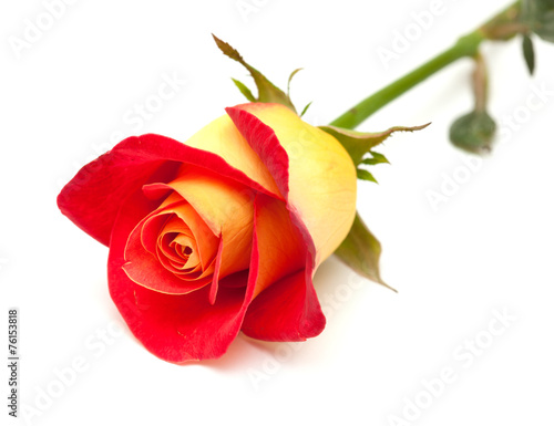variegated yellow and orange rose