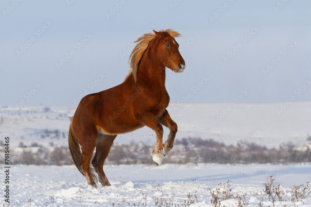Horse rearing up in snow field in winter Horse rearing up in snow field in winter