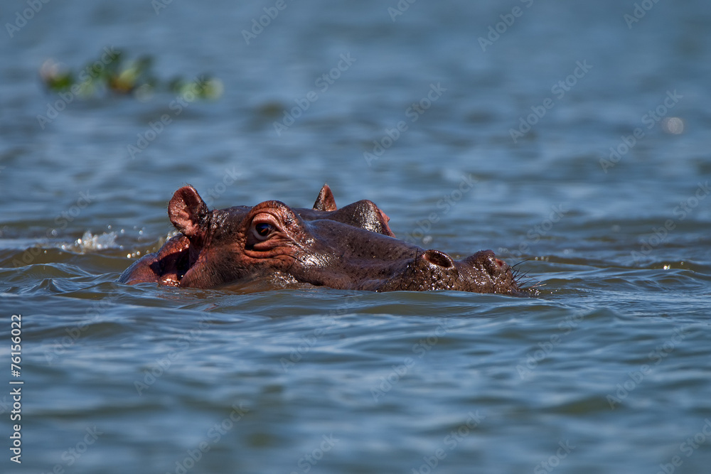 Fototapeta premium Hippo