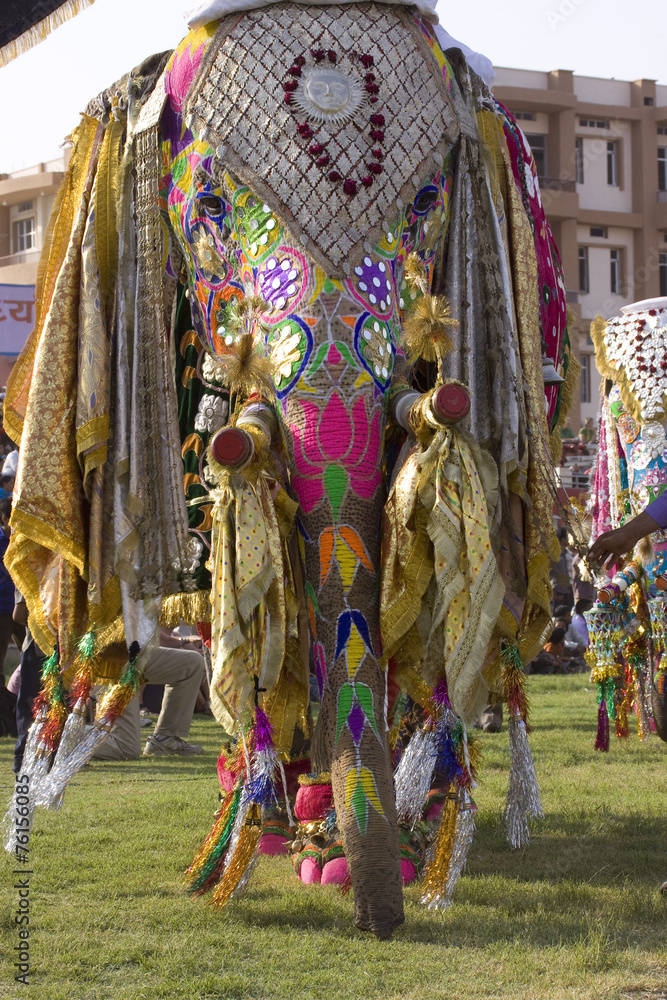 Fototapeta premium colorful elephant , festival , Jaipur, Rajasthan, India