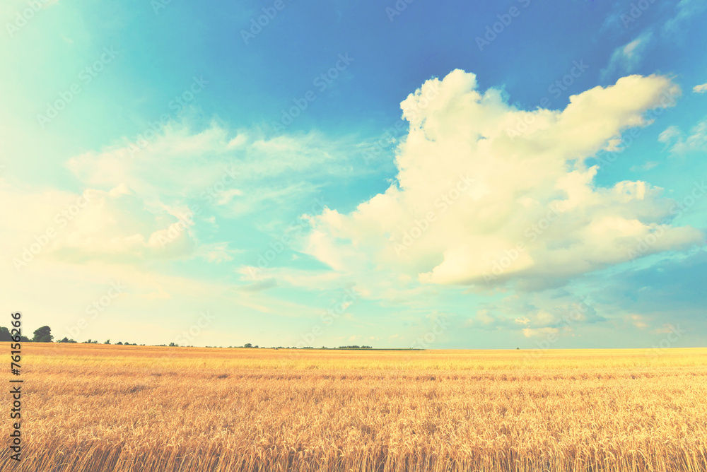 Summer landscape Summer landscape