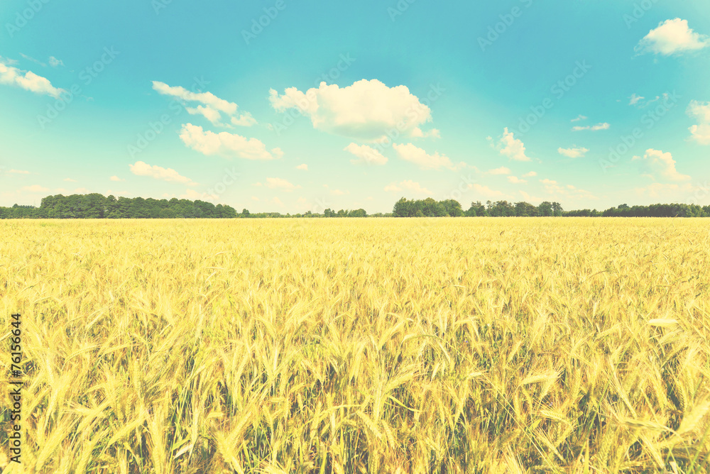 Fototapeta premium Summer landscape