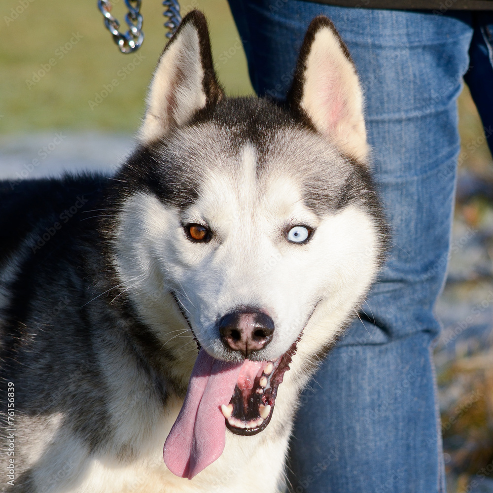 Obraz premium Husky dog with heterochromia iridum portrait