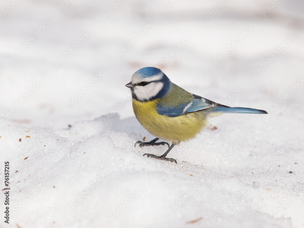 Fototapeta premium Eurasian blue tit on snow