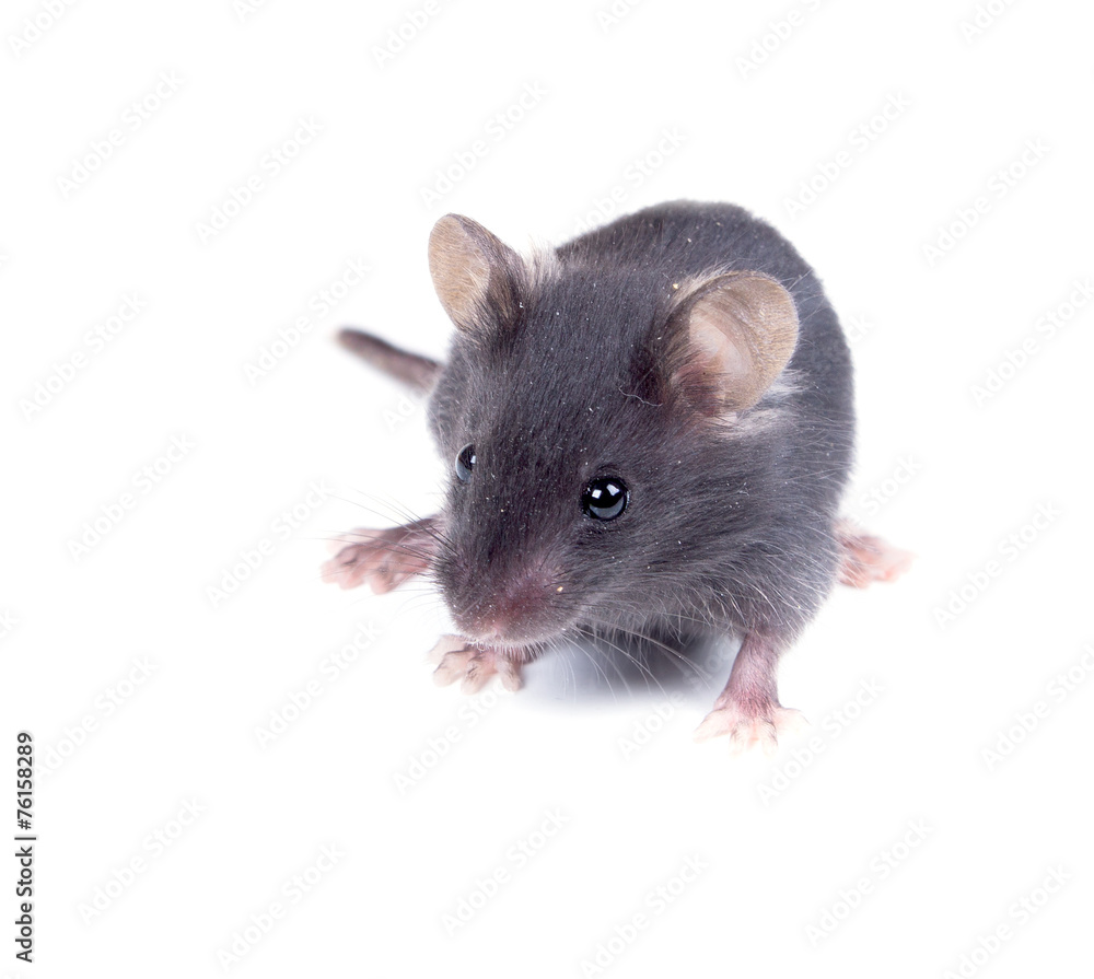 Black baby mouse on a white background Black baby mouse on a white background