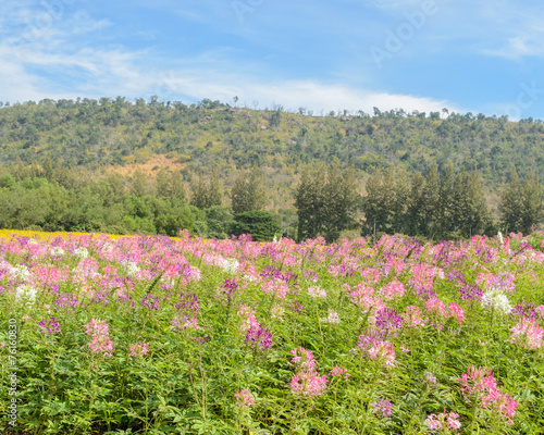 Cleome or spider flower field