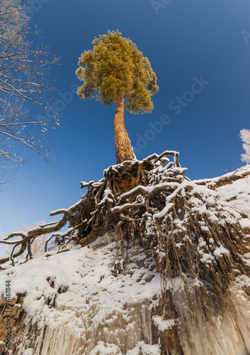 Pine tree with naked roots photo