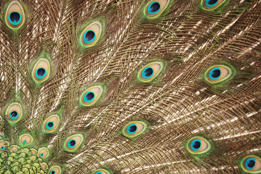 Obraz premium peacock